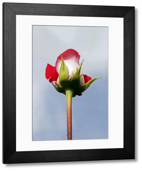 Framed Print : DDE-90038588 Framed Print : DDE-90038588