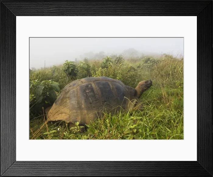 Framed Print : DDE-90038590 Framed Print : DDE-90038590