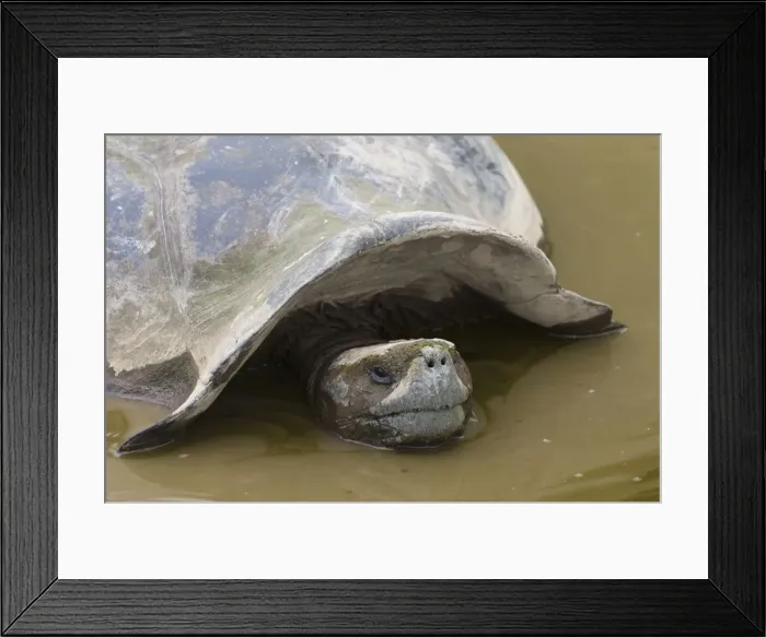Framed Print : DDE-90038591 Framed Print : DDE-90038591