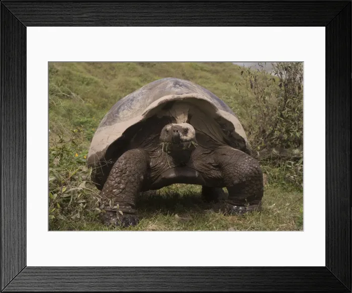 Framed Print : DDE-90038592
