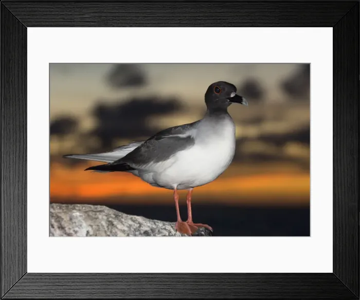 Framed Print : DDE-90038593 Framed Print : DDE-90038593
