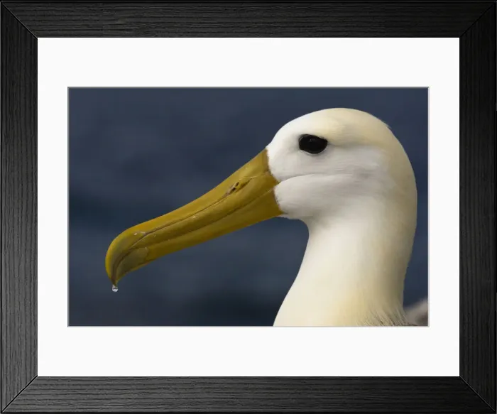 Framed Print : DDE-90038594 Framed Print : DDE-90038594