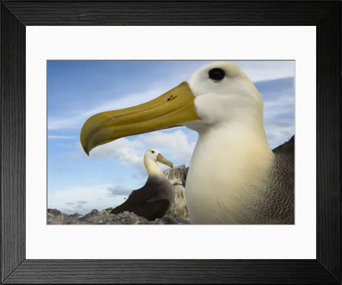 Framed Print : DDE-90038595 Framed Print : DDE-90038595