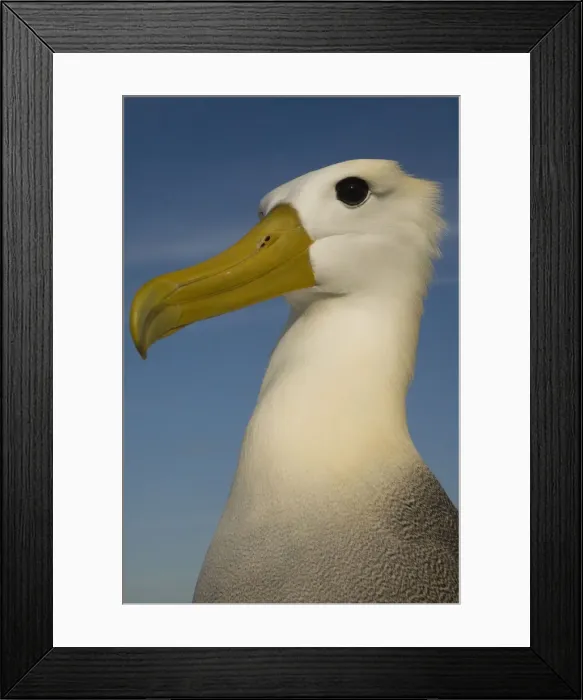 Framed Print : DDE-90038596 Framed Print : DDE-90038596