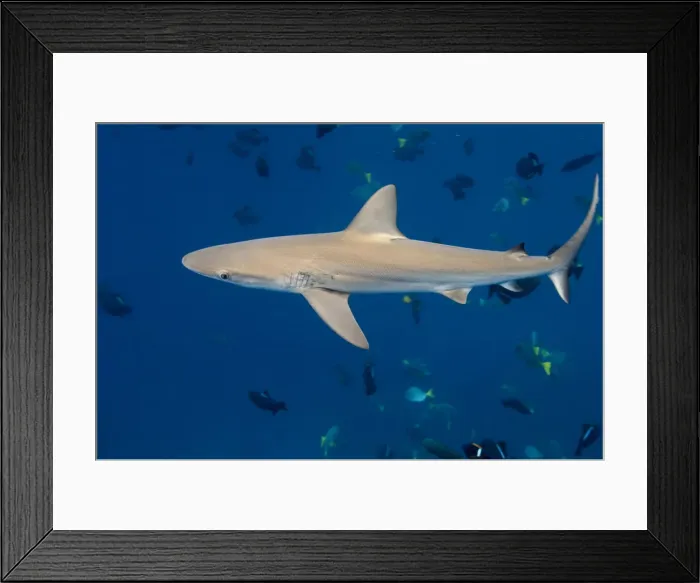 Framed Print : DDE-90038598 Framed Print : DDE-90038598