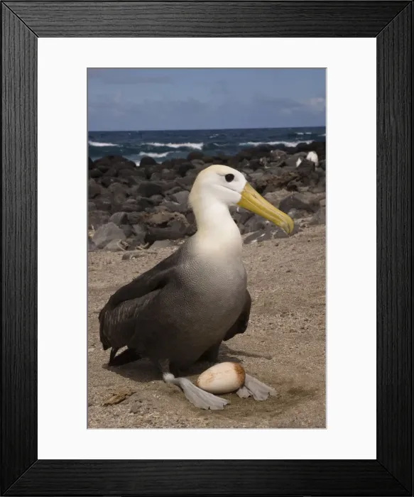 Framed Print : DDE-90038597 Framed Print : DDE-90038597