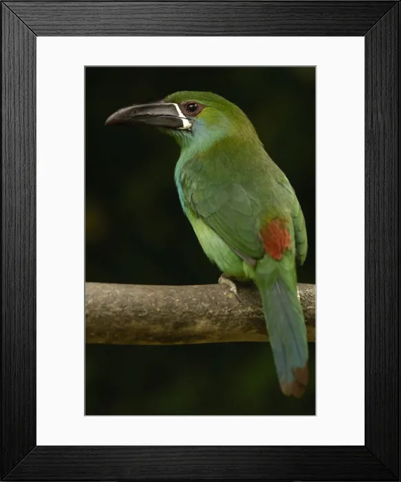 Framed Print : DDE-90038601