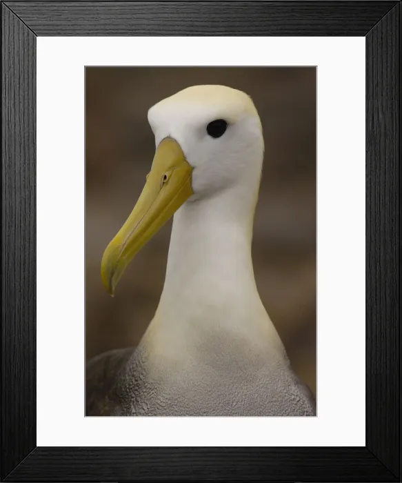Framed Print : DDE-90038602 Framed Print : DDE-90038602