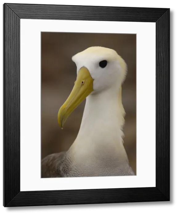 Framed Print : DDE-90038603 Framed Print : DDE-90038603