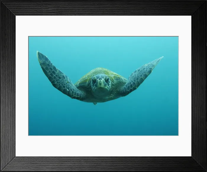 Framed Print : DDE-90038604