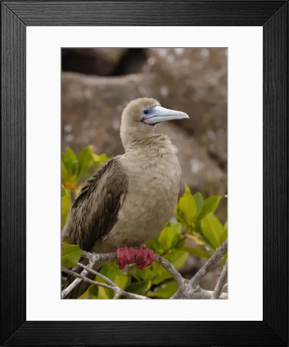 Framed Print : DDE-90038605 Framed Print : DDE-90038605
