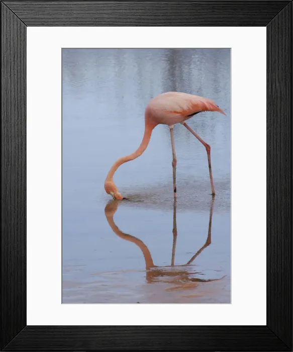 Framed Print : DDE-90038606 Framed Print : DDE-90038606