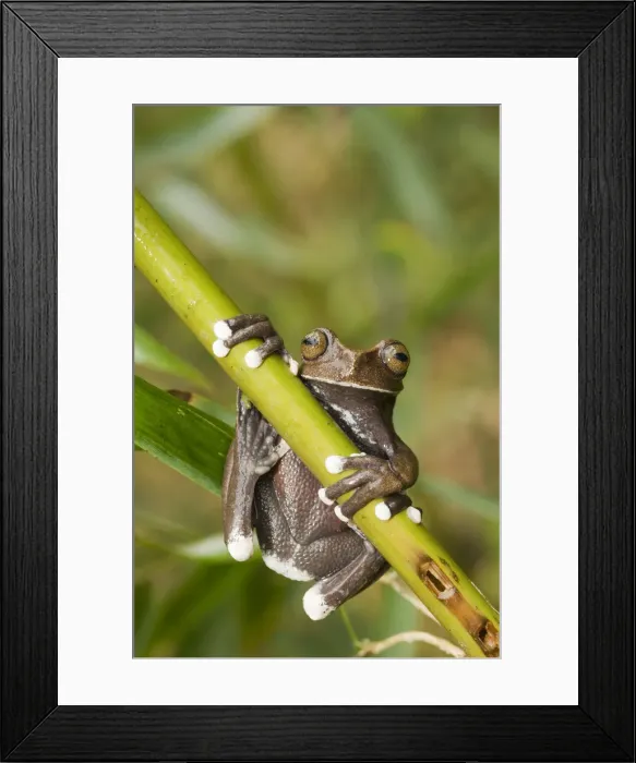 Framed Print : DDE-90038608 Framed Print : DDE-90038608