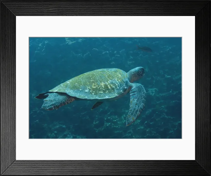 Framed Print : DDE-90038607 Framed Print : DDE-90038607