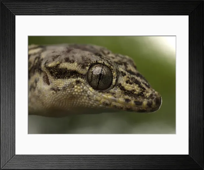 Framed Print : DDE-90038609 Framed Print : DDE-90038609