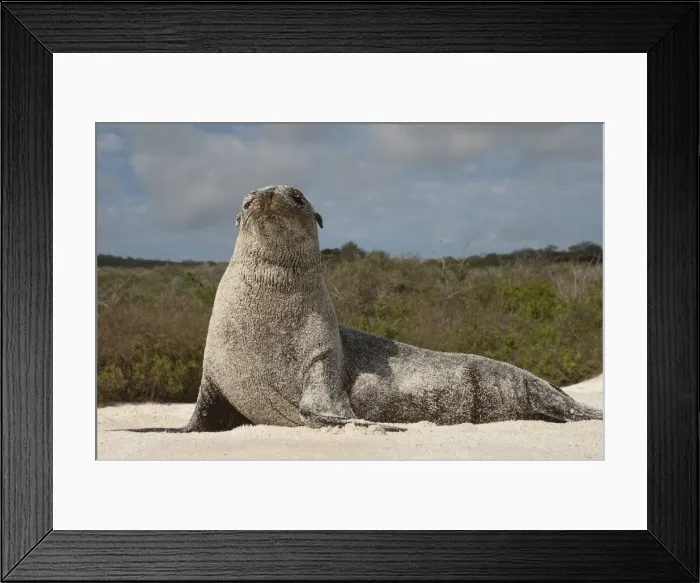 Framed Print : DDE-90038610 Framed Print : DDE-90038610