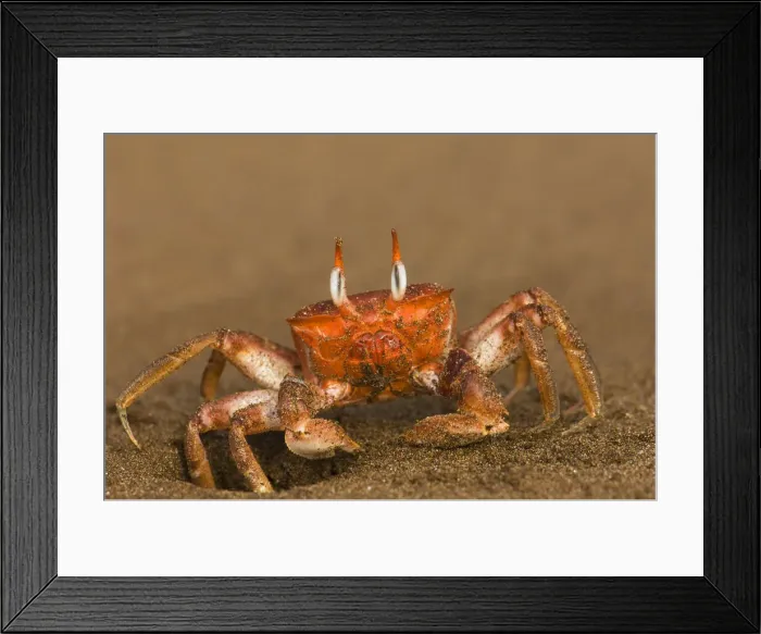 Framed Print : DDE-90038611 Framed Print : DDE-90038611