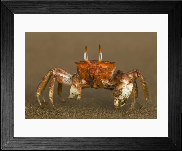 Framed Print : DDE-90038612 Framed Print : DDE-90038612