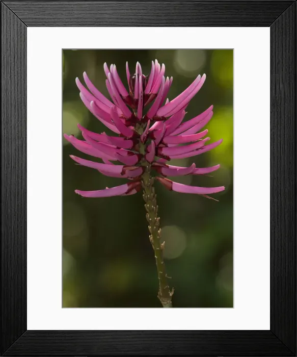 Framed Print : DDE-90038614 Framed Print : DDE-90038614