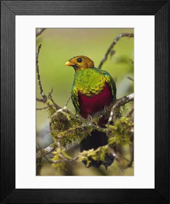 Framed Print : DDE-90038613 Framed Print : DDE-90038613
