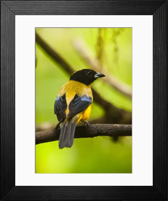 Framed Print : DDE-90038615 Framed Print : DDE-90038615