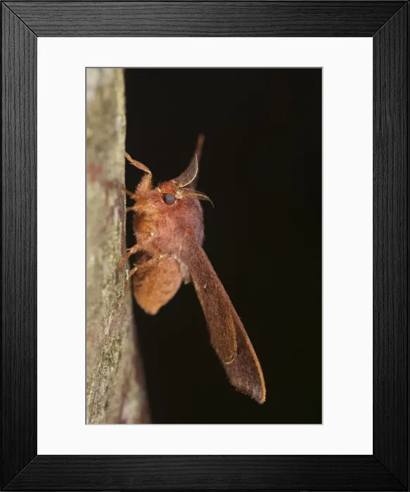 Framed Print : DDE-90038617 Framed Print : DDE-90038617