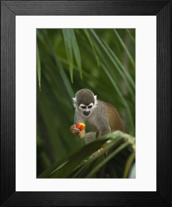 Framed Print : DDE-90038618 Framed Print : DDE-90038618