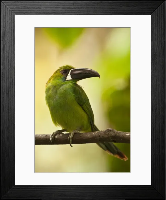 Framed Print : DDE-90038619 Framed Print : DDE-90038619