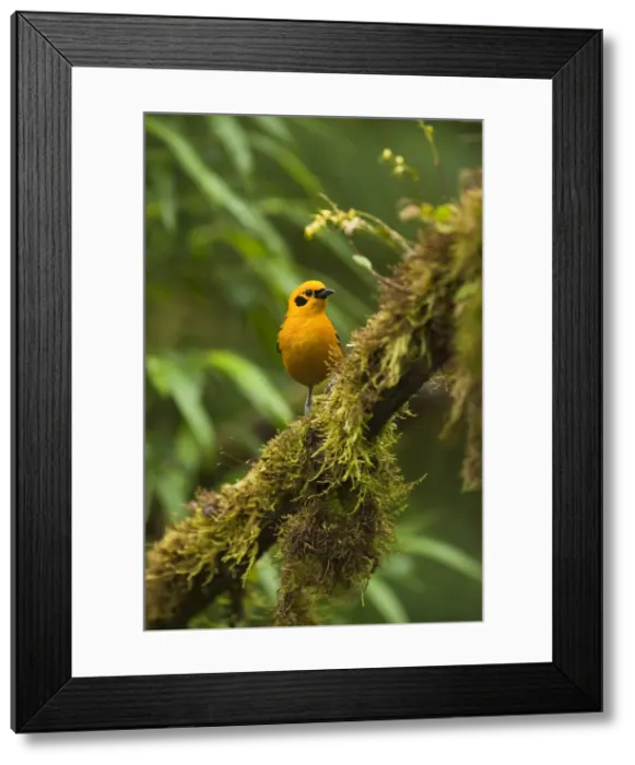 Framed Print : DDE-90038620 Framed Print : DDE-90038620