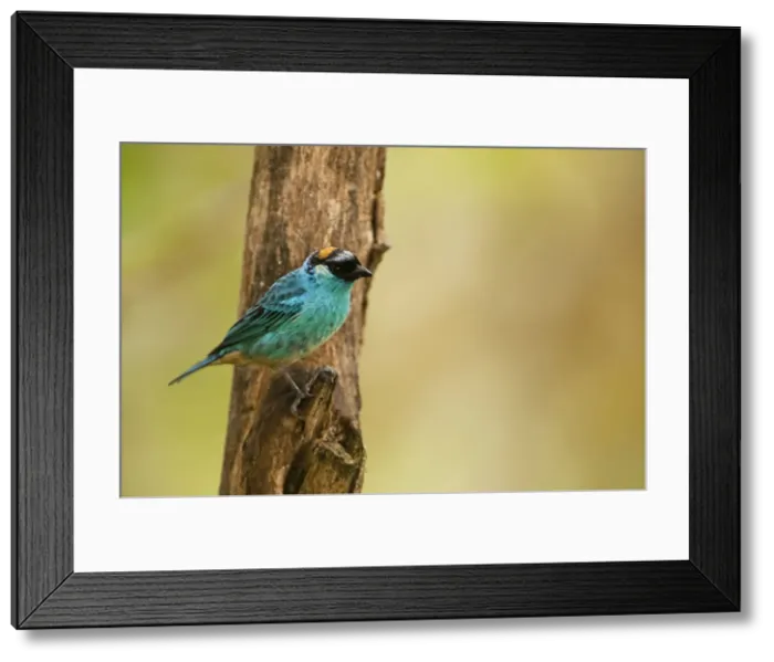Framed Print : DDE-90038621 Framed Print : DDE-90038621