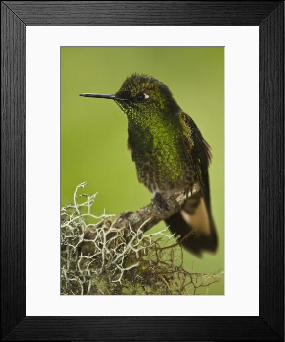 Framed Print : DDE-90038616 Framed Print : DDE-90038616