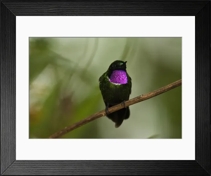 Framed Print : DDE-90038622 Framed Print : DDE-90038622