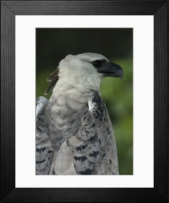 Framed Print : DDE-90038624 Framed Print : DDE-90038624