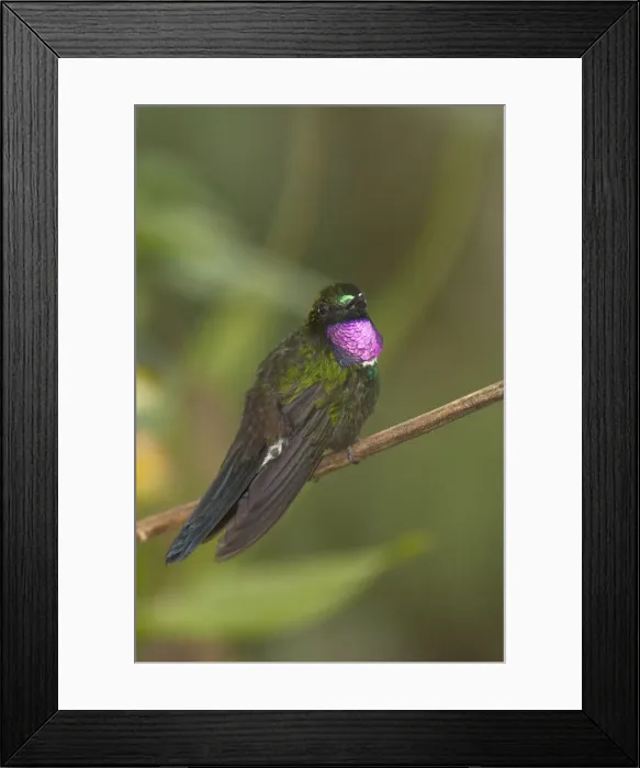 Framed Print : DDE-90038623 Framed Print : DDE-90038623