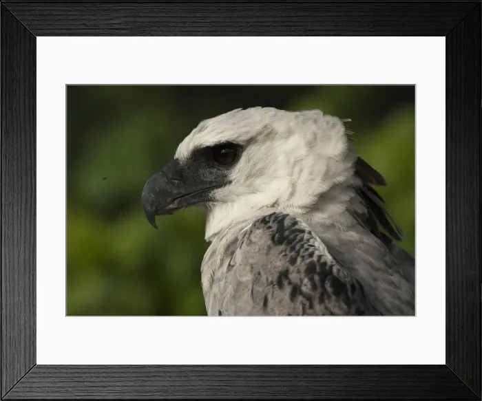 Framed Print : DDE-90038625