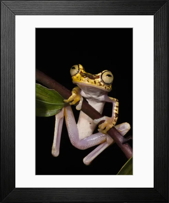 Framed Print : DDE-90038626 Framed Print : DDE-90038626