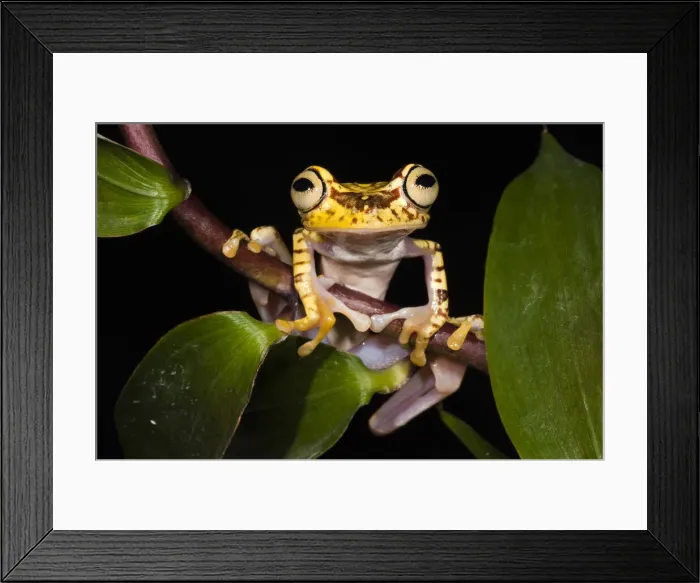 Framed Print : DDE-90038627 Framed Print : DDE-90038627