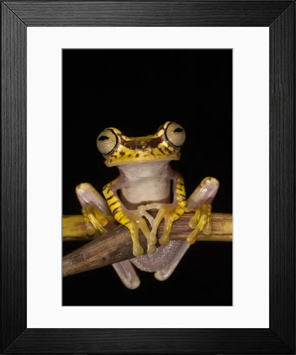 Framed Print : DDE-90038628 Framed Print : DDE-90038628