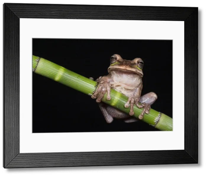 Framed Print : DDE-90038630 Framed Print : DDE-90038630