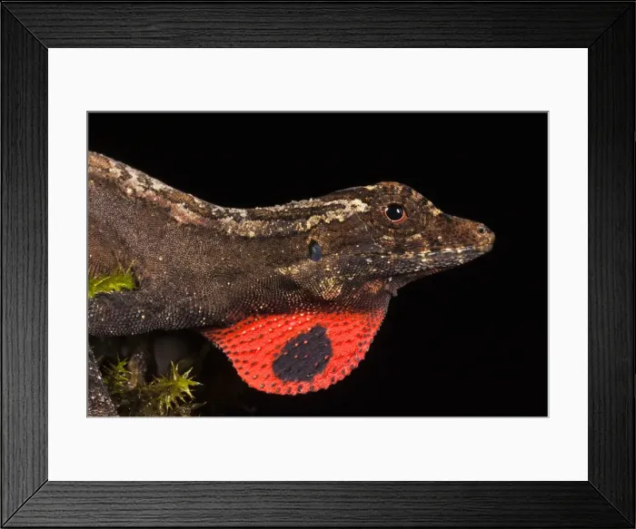 Framed Print : DDE-90038629 Framed Print : DDE-90038629