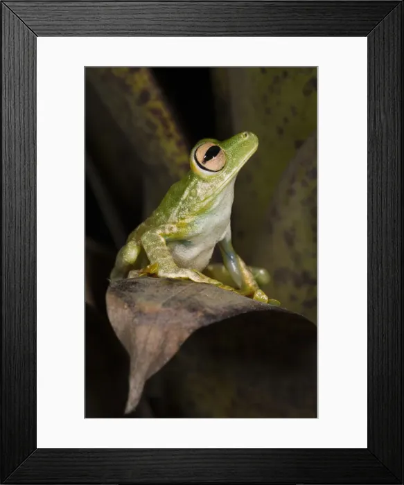 Framed Print : DDE-90038632 Framed Print : DDE-90038632