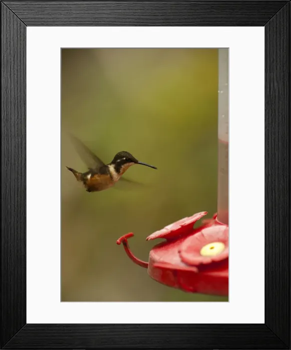 Framed Print : DDE-90038633 Framed Print : DDE-90038633
