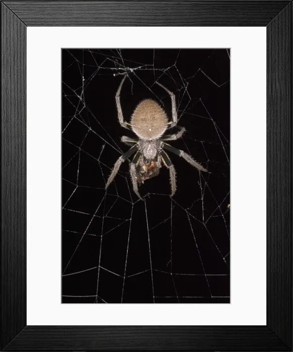 Framed Print : DDE-90038631 Framed Print : DDE-90038631