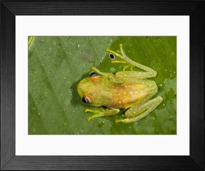 Framed Print : DDE-90038634 Framed Print : DDE-90038634