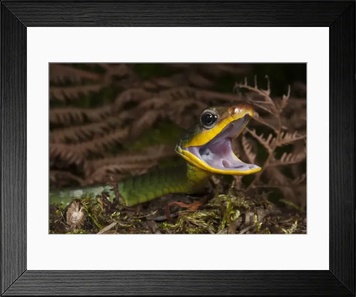 Framed Print : DDE-90038636 Framed Print : DDE-90038636