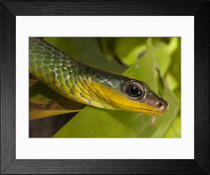 Framed Print : DDE-90038638 Framed Print : DDE-90038638