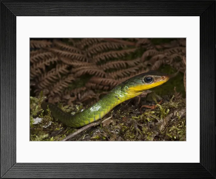 Framed Print : DDE-90038637 Framed Print : DDE-90038637