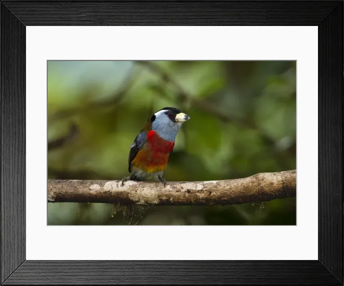 Framed Print : DDE-90038640 Framed Print : DDE-90038640