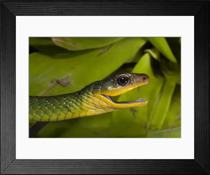 Framed Print : DDE-90038639 Framed Print : DDE-90038639