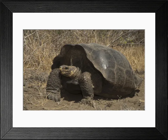 Framed Print : DDE-90038642